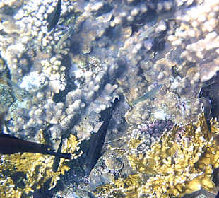 Schnorcheln am Riff vom Magic Tulip Resort (02/2018)