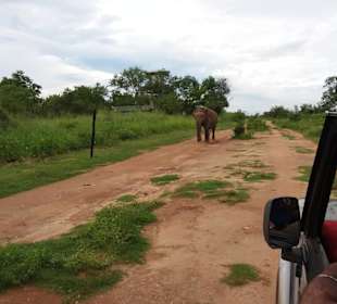 Elefantenreiten Sigiriya