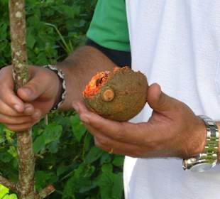 Früchte werden erklärt