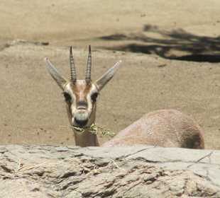 San Diego Zoo