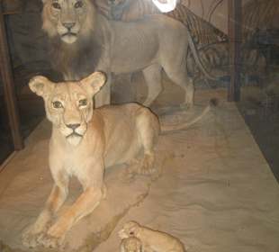 Naturhistorisches Museum