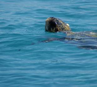 Caretta
