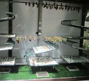 Das Schmetterlingshaus Villa Garzoni