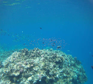 Viel kleine Fischlein