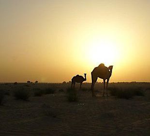 Kamelen met zonsondergang