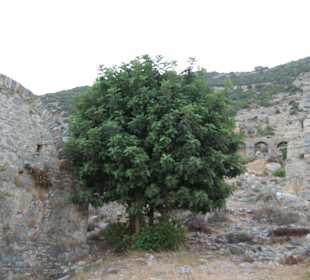 Anemourion in Anamur