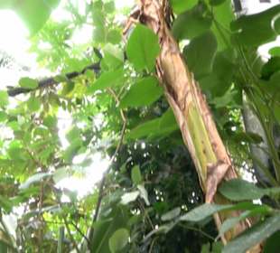 Tropicarium