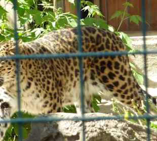 Amur Leopard