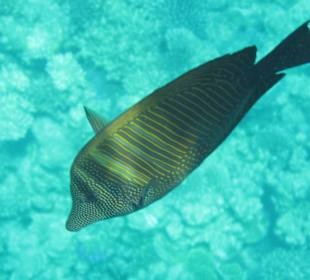 Schnorcheln am Hausriff