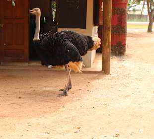 Fathala Wildlife Reserve