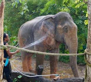 Gute Pflege im Elefantencamp