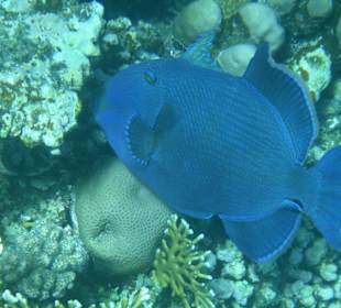 Blauer Drücker