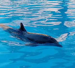 Loro Parque
