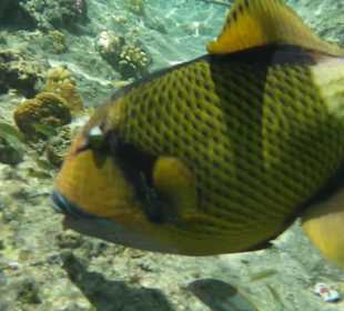 Riesen Drückerfisch