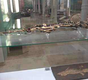 Staatliches Naturkunde Museum