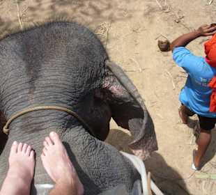 Elefantenkopf...wie süß