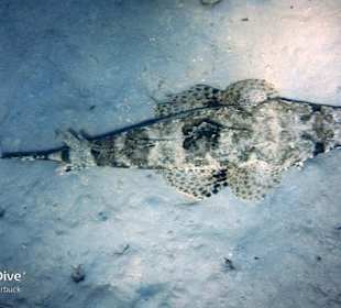 Schnorcheln Marsa Alam