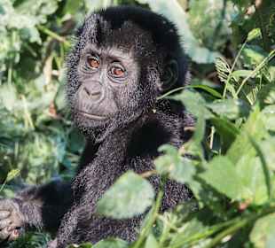 Bwindi Impenetrable National Park