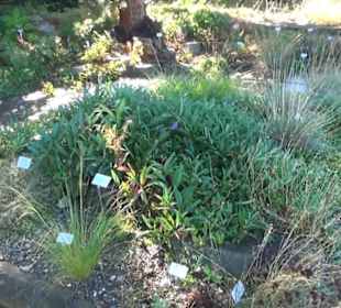 Steingarten - Berggarten