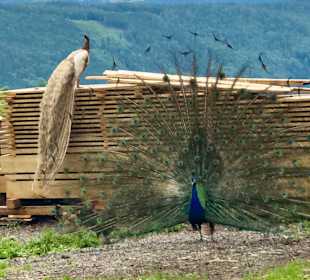 Radfahren Feld am See