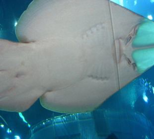 Ein besonderer Fisch