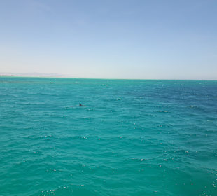 Glasbodenboot Tour Hurghada