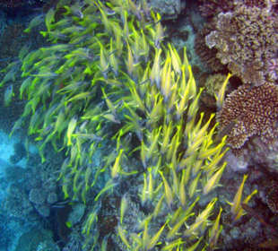 Schöne Unterwasserwelt