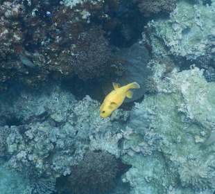Schnorcheln Mnemba Island Ras Nungwi