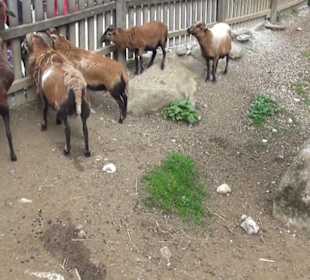 Südamerika Bereich - Kamerunschaf