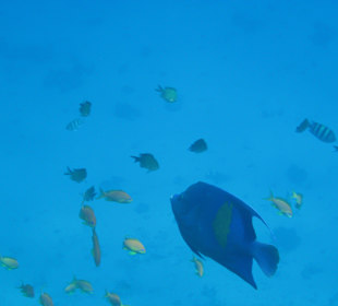 Bunte Fische beim Schnorcheln