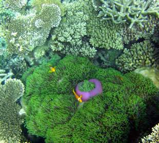 Am Hausriff Athuruga