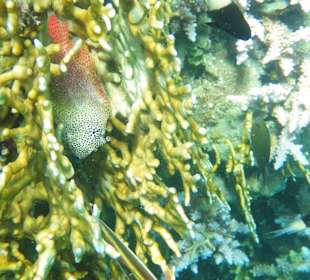 Feuerkoralle Leopard-Kammzähner