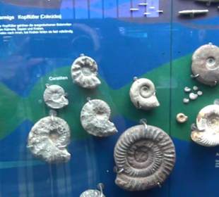 Meeresmuseum Stralsund