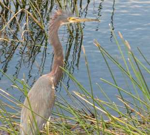 Everglades National Park: Anhinga Trail