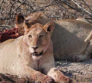 Etosha