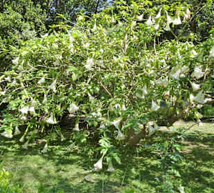 Rundgang durch den Botanischen Garten Cagliari
