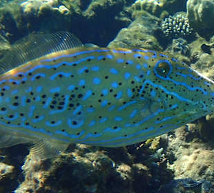 Das intakte Hausriff