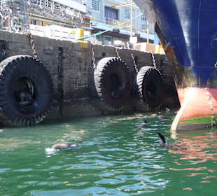 Robben / Seehunde in Autoreifen & in Hafenbecken