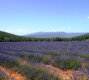 Lavendelfelder Sarraud
