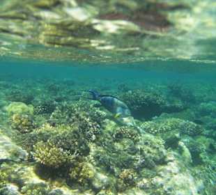 Riff zum Schnorcheln