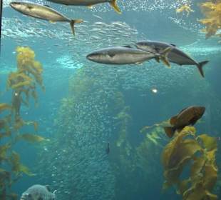 Monterey Bay Aquarium