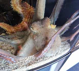 In den Becken des Aquariums von Banyuls