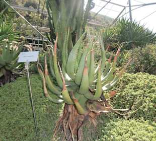 Kaktus mit Bezeichnung