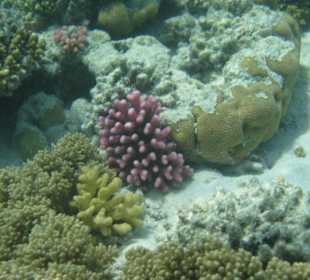 Rafa nieopodal hotelu