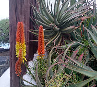 Wandern Puerto de la Cruz