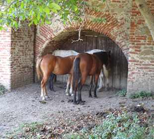 Burg Slimnic/Stolzenburg