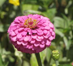 Dahlie