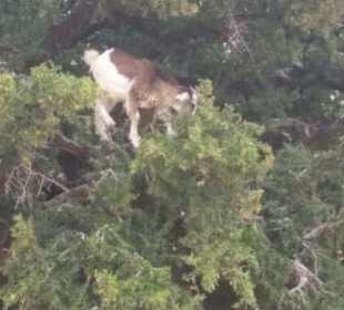 Ziege  im Baum