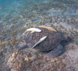 Schildkröte mit Schiffshaltern