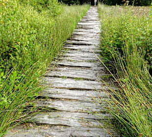 Bohlenweg durch das Moor